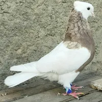 ماده طوقی اجری  درشت
