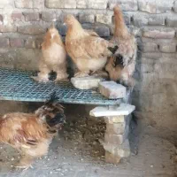 مرغ خروس برهما