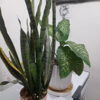 گل دیفن|گل و گیاه طبیعی|ایلام, |دیوار