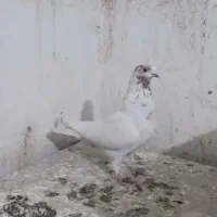 کفتر  غریبگیری|پرنده|قرچک, زیبا شهر|دیوار