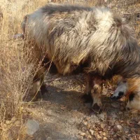 میش داشتی(بز بره قوچ)|حیوانات مزرعه|کوهرنگ, |دیوار