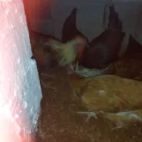 خروس و مرغ|حیوانات مزرعه|ملکان, |دیوار