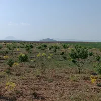 زمین کشاورزی قطره ای به مساحت ده جریب|فروش زمین و ملک کلنگی|چادگان, |دیوار