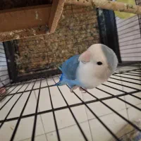 طوطی برزیلی مولد یک ساله|پرنده|تهران, مشیریه|دیوار