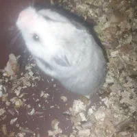 همستر|موش و خرگوش|شیروان (خراسان), |دیوار