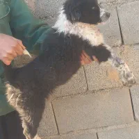 توله قدرجونی