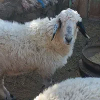 بره نر فروشی