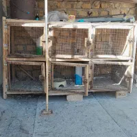 قفس جفتگاه|لوازم جانبی حیوانات|شیراز, شهرک صادقیه|دیوار