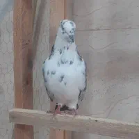 کبوتر|پرنده|لاهیجان, بازکیاگوراب|دیوار