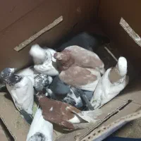 20عددکبوتر|پرنده|بندرعباس, |دیوار