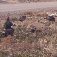 ۶عدد بوقلمون ماده سالم آماده تخم گذاری