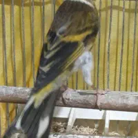 سهره قناری نر ابلق کشیده|پرنده|اسلامشهر, شهرک مفیدی|دیوار