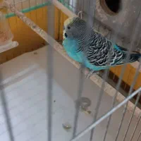 یک جفت مرغ عشق با دو عدد جوجه