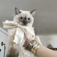 گربه اسکاتیش