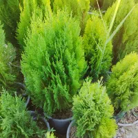 سرو شیراز و نهال مرکبات و سیاه درخت|خدمات باغبانی و درختکاری|شیراز, حومه شیراز|دیوار