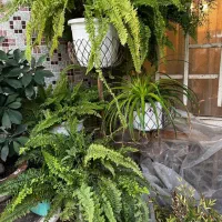 فروش انواع گلهای بسیار زیبا