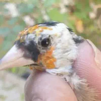 سهره مست|پرنده|شیراز, شهرک رضوان|دیوار