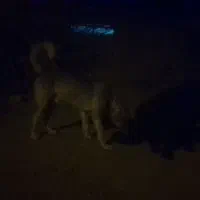 واگذاری سگ صحرایی