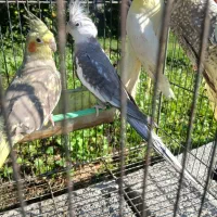 عروس هلندی(رشت،روسر کلاچای)