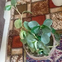 تعدادی‌گل‌به‌فروش‌میرسد