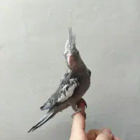 فروش عروس هلندی جوان و سالم رنگ خاص