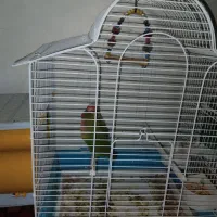 کوتوله برزیلی