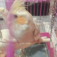 عروس هلندی ابلق