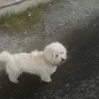 سگ اشپیتز نر