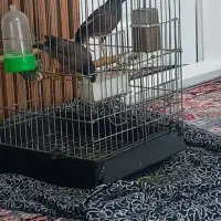 مرغ مینا سخنگو