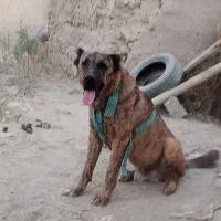 واگذار میگردد