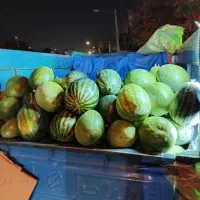 هندوانه دیمه اردمه نیشابور