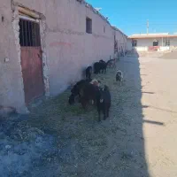 فروش بزغاله وبره