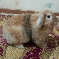خرگوش نر