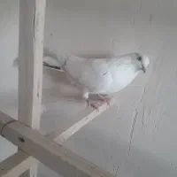 دو ماده گرفتنی پرشی|پرنده|مشگین شهر, |دیوار