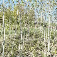 باغ گردو در روستای صفی آباد