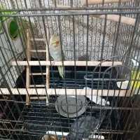 عروس هلندی  قیمت مفت 3