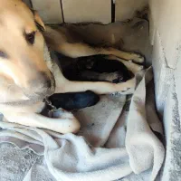 سگ پژدر