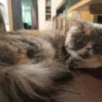 گربه پرشین فلت