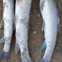 ماهی سرخه هندیجان