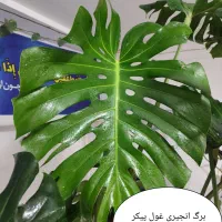 فروش گل های غول پیکر کلکسیونی