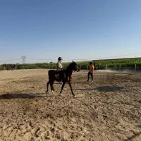 باشگاه سوارکاری سلطان