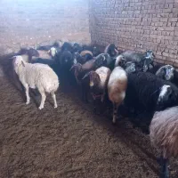 فروش ۲۸ عدد شیشک و میش جوان