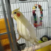 عروس هلندی نر لوتینو سخنگو|پرنده|فردیس, فردیس|دیوار