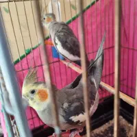 عروس هلندی|پرنده|تهران, ائمه اطهار|دیوار