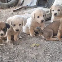 سگ پا کوتاه|سگ|کرمانشاه, |دیوار