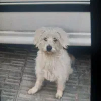 سگ خانگی و بازیگوش