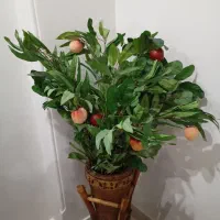 دو بوته درخت هلو و سیب قرمز.بوته ای۱۵۰۰