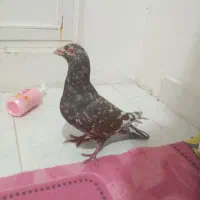 کبوتر یا کفتر مسافتی|پرنده|هشتگرد, فاز ۳ مهستان|دیوار