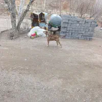 سگ سرابی عراقی