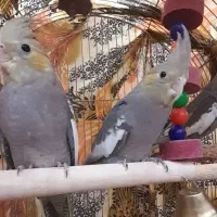 چهار عدد عروس هلندی|پرنده|خسروشاه, |دیوار